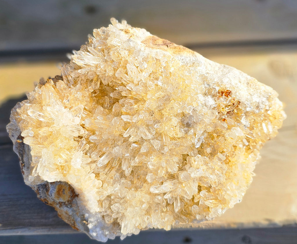 Chrysanthemum Crystal