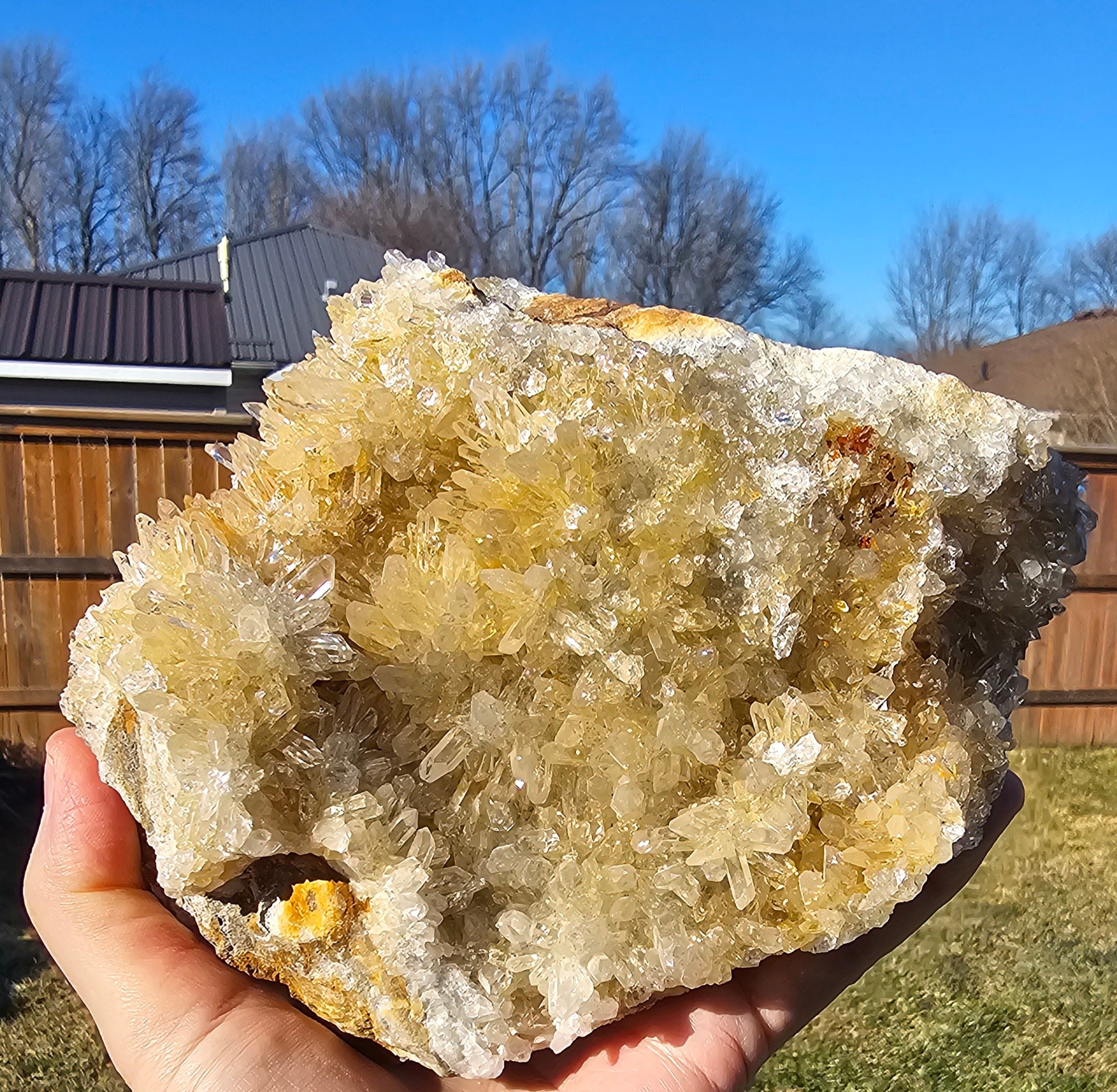 Chrysanthemum Crystal
