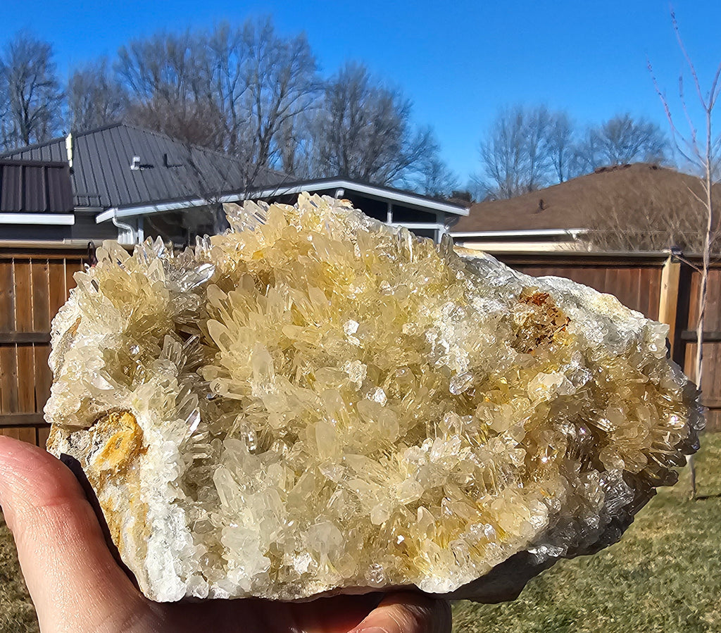Chrysanthemum Crystal