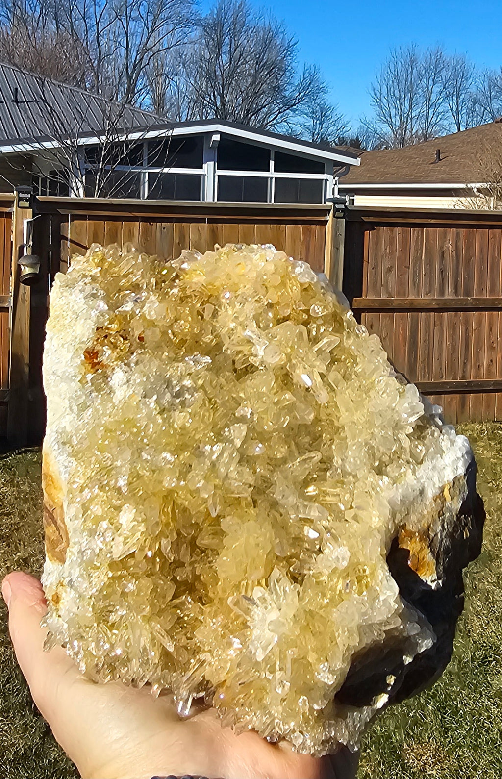 Chrysanthemum Crystal