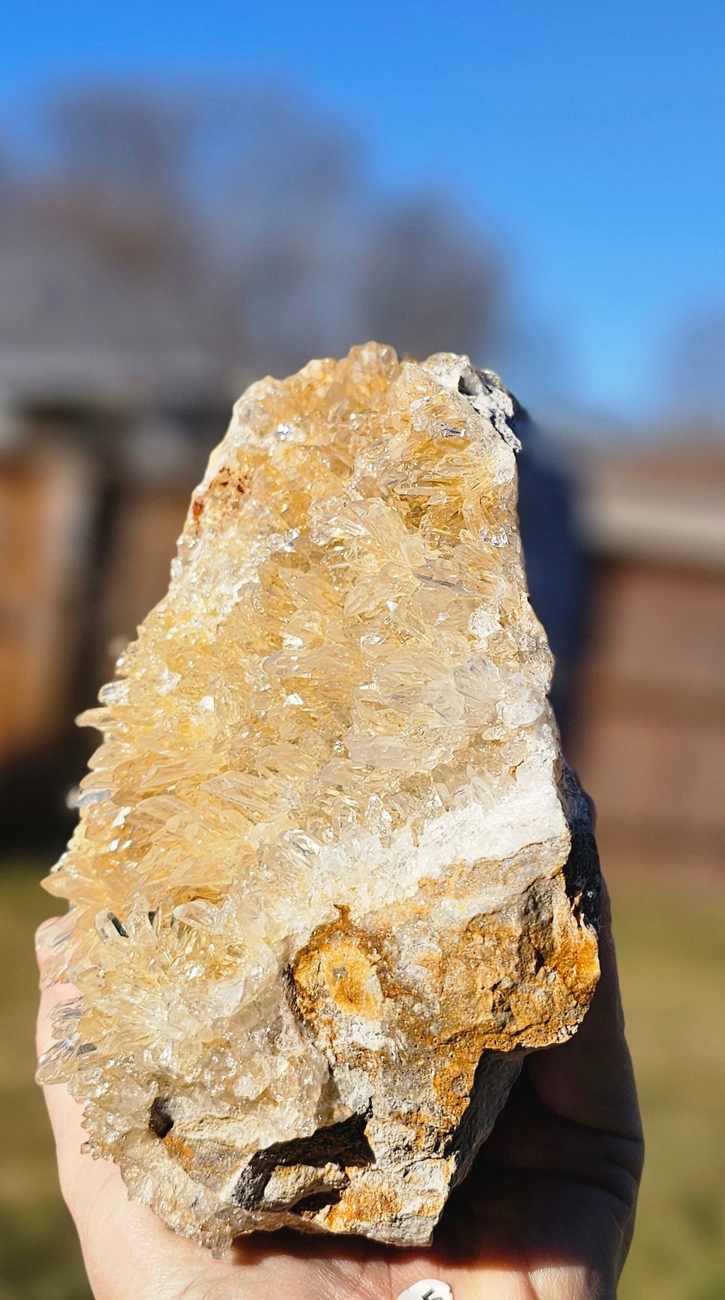 Chrysanthemum Crystal
